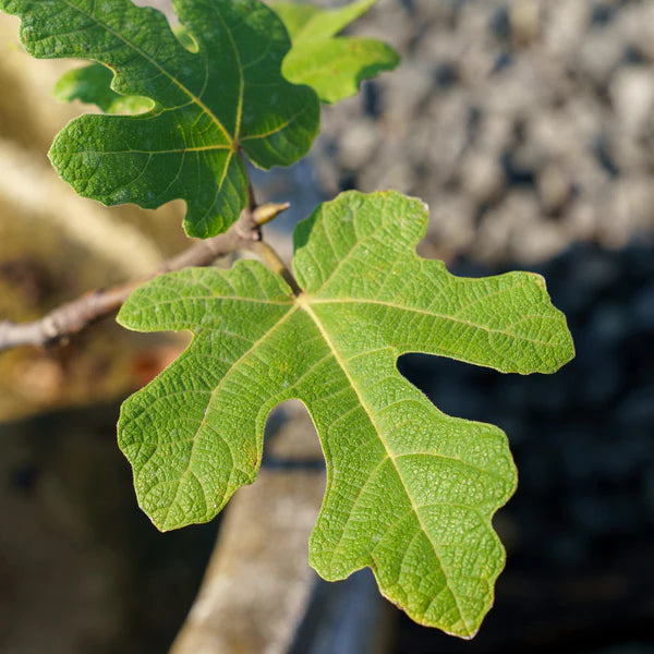 5 Fignomenal Dwarf Fig Tree Starter Plant Ficus carica 'Fignomenal'