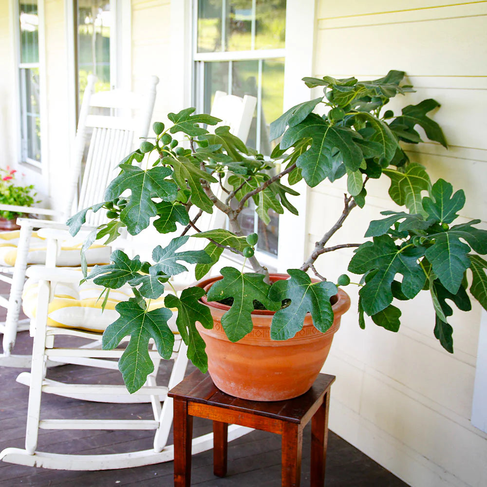 5 Fignomenal Dwarf Fig Tree Starter Plant Ficus carica 'Fignomenal'