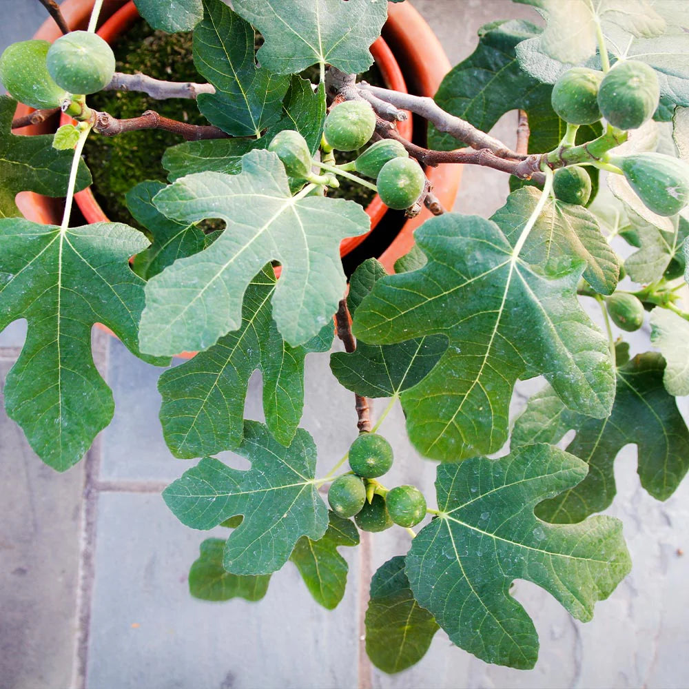 5 Fignomenal Dwarf Fig Tree Starter Plant Ficus carica 'Fignomenal'