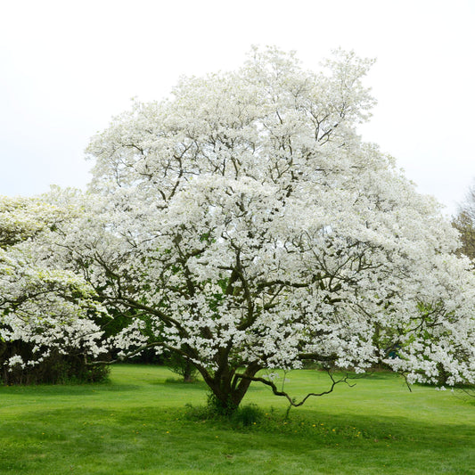 5 White Dogwood Tree 12-24" Tall Cornus florida
