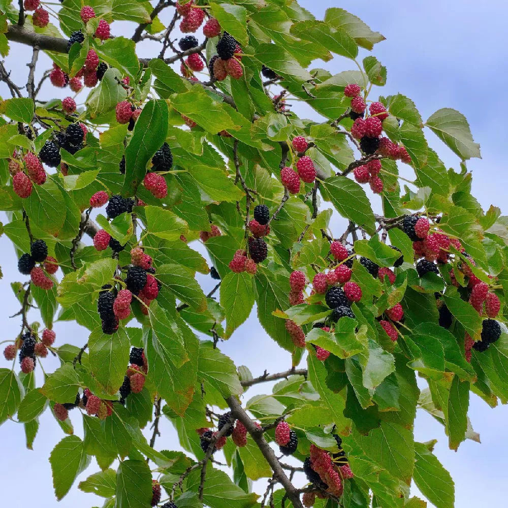 10 Illinois Everbearing Mulberry Tree 12-24" Tall