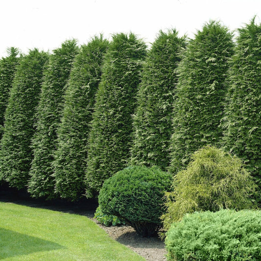 20 Green Giant Arborvitae Starter Plant