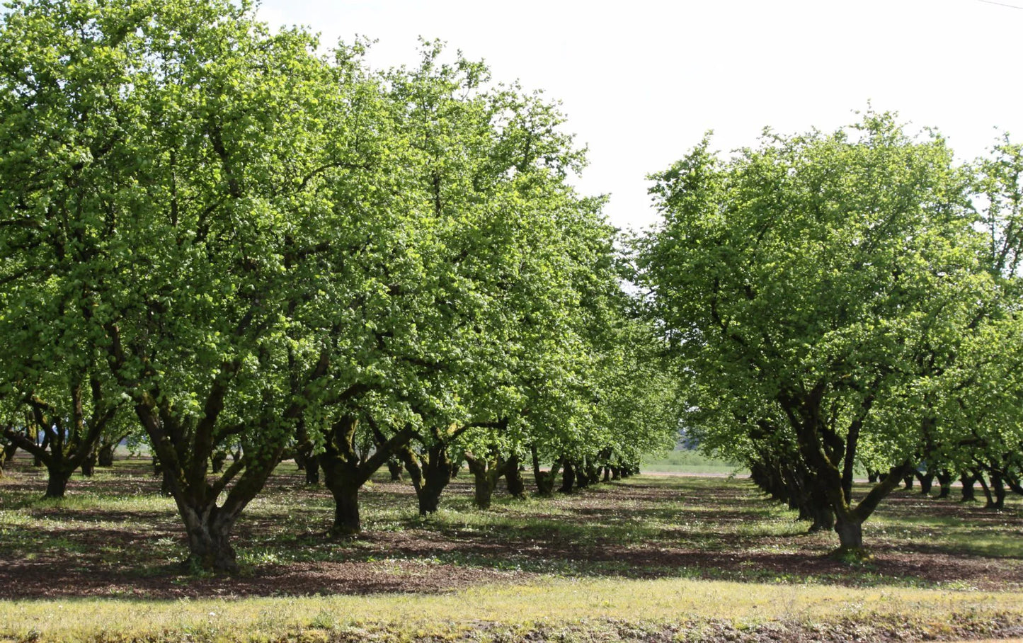 1 American Hazelnut Tree 12-24" Tall Corylus americana