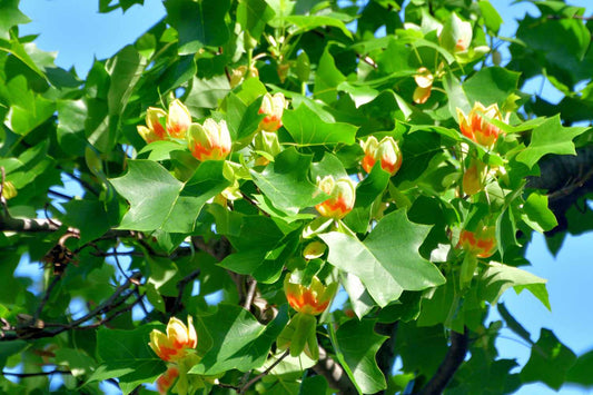 5 Tulip Poplar Tree 12-24" Tall Liriodendron tulipifera