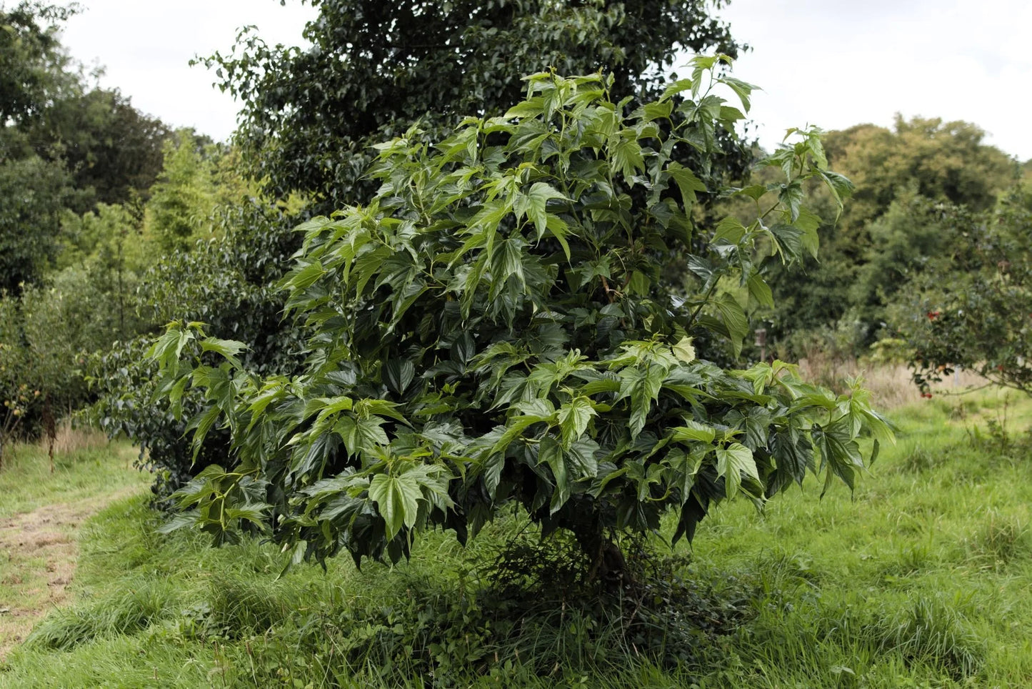 3 Illinois Everbearing Mulberry Tree 12-24" Tall