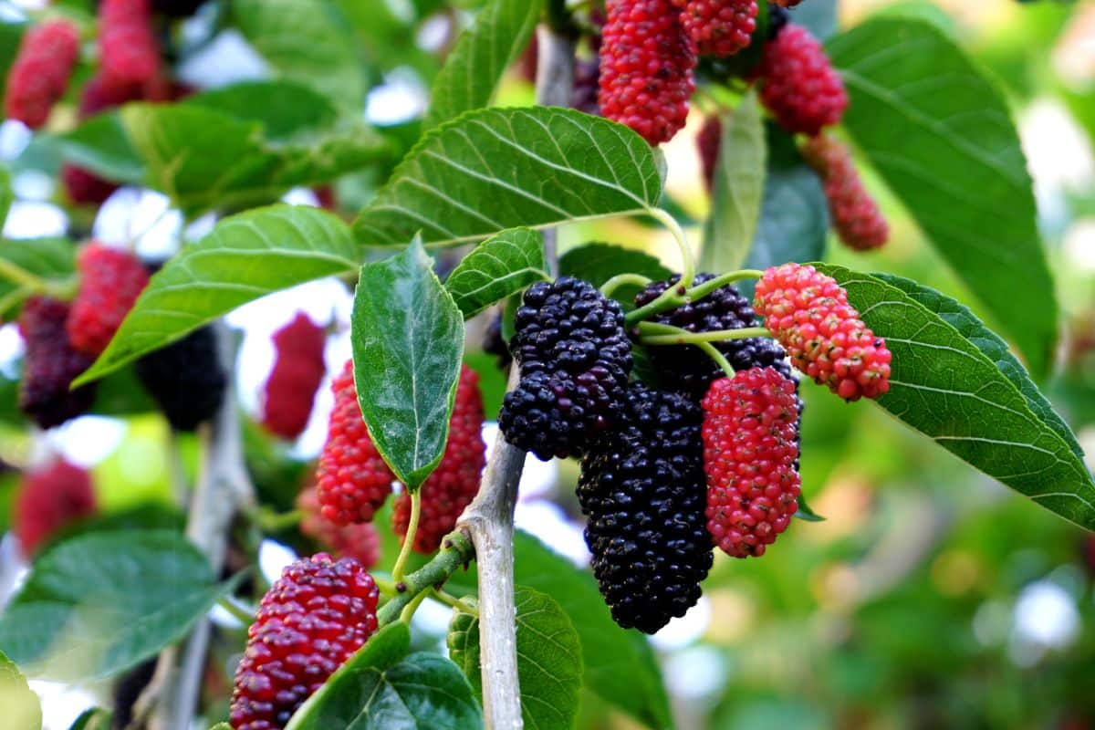 1 Illinois Everbearing Mulberry Tree 12-24" Tall