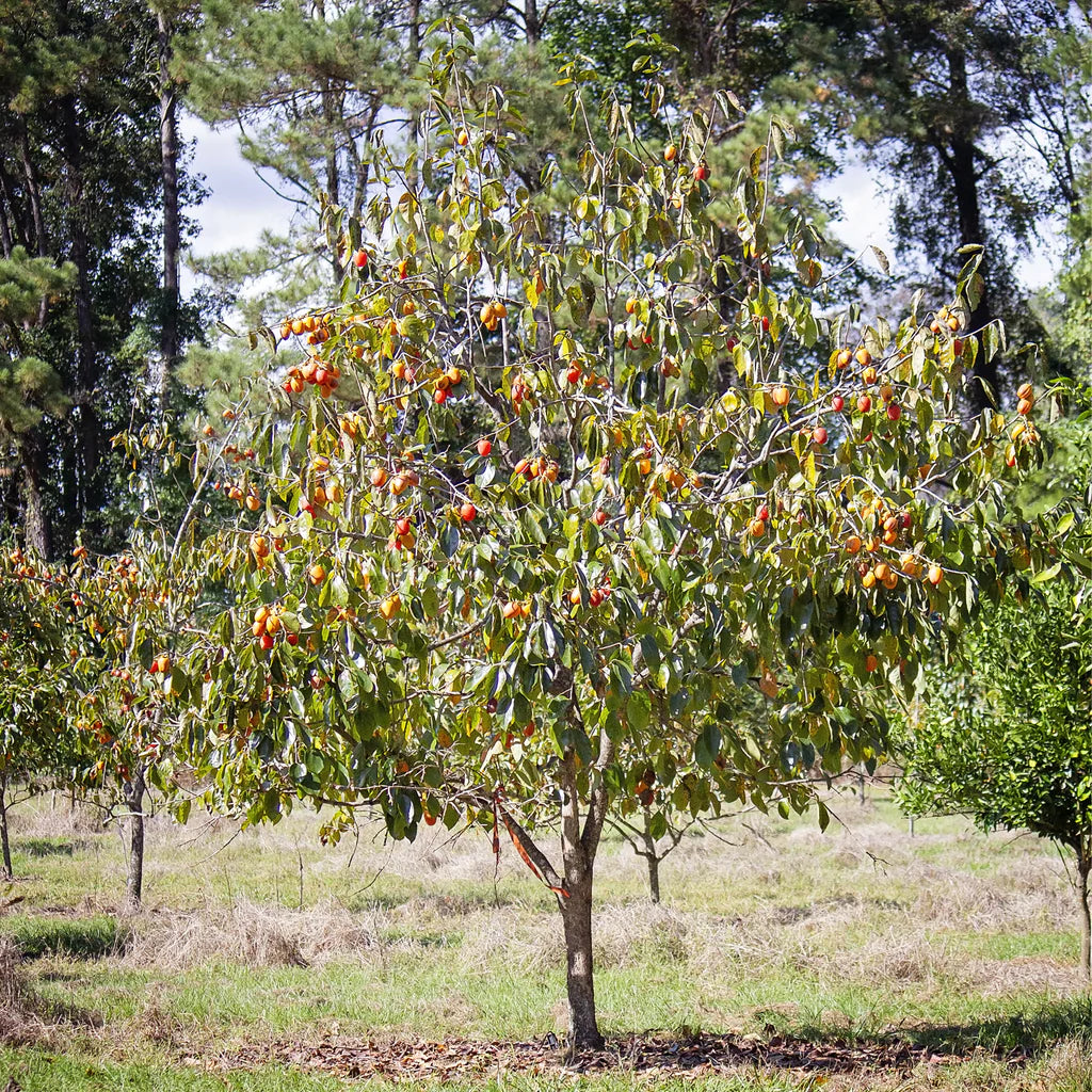 1 American Persimmon Tree 12-24" Tall Diospyros virginiana