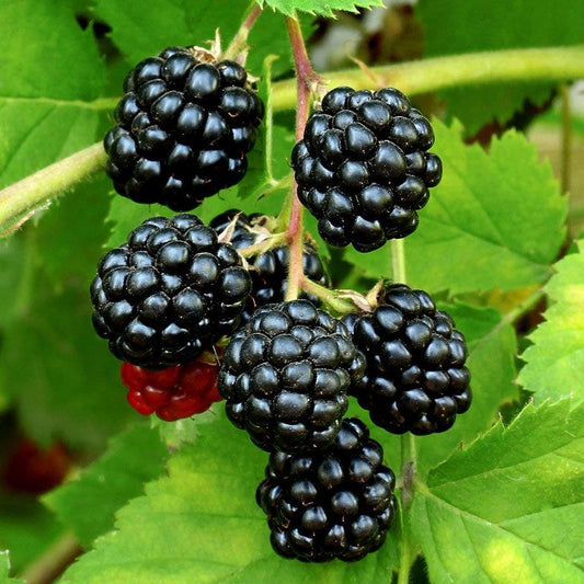 5 Sweetie Pie Blackberry Starter Plant Thornless