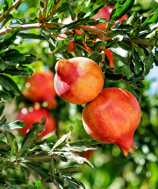 1 Pomegranate Tree Starter Plant Punica Granatum