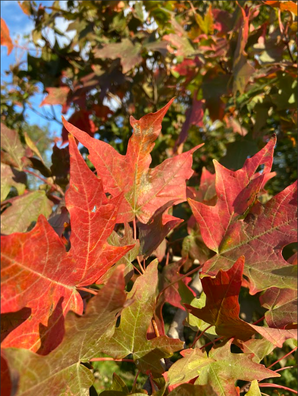 1 Sugar Maple Tree Tree 12-24" Tall Acer saccharin