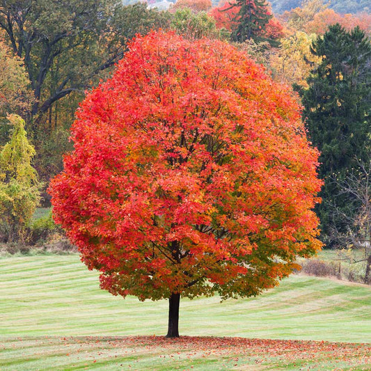 1 Sugar Maple Tree Tree 12-24" Tall Acer saccharin