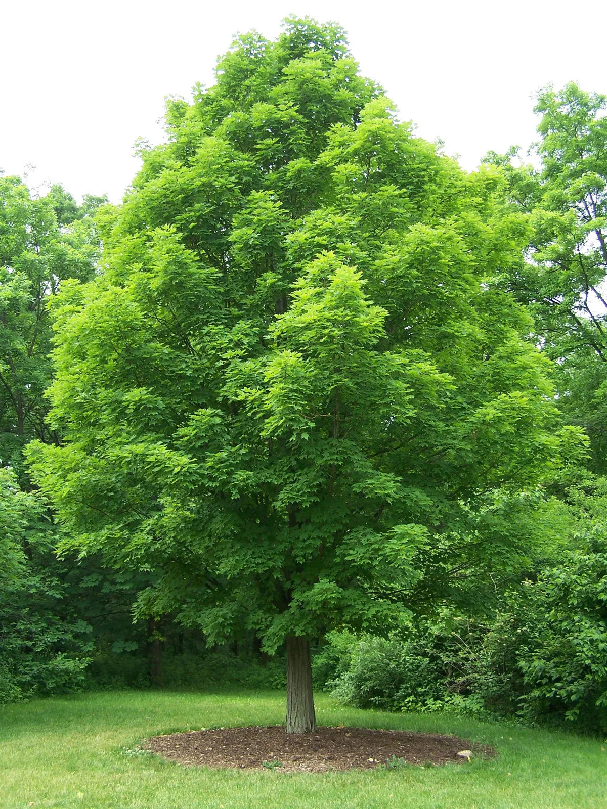 1 Sugar Maple Tree Tree 12-24" Tall Acer saccharin