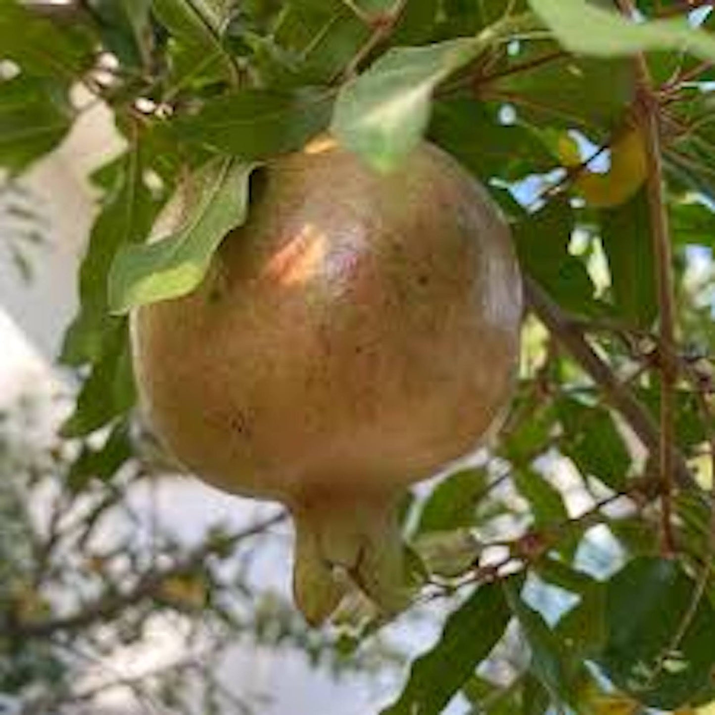 1 Azadi Pomegranate Tree Starter Plant Punica Granatum Azadi