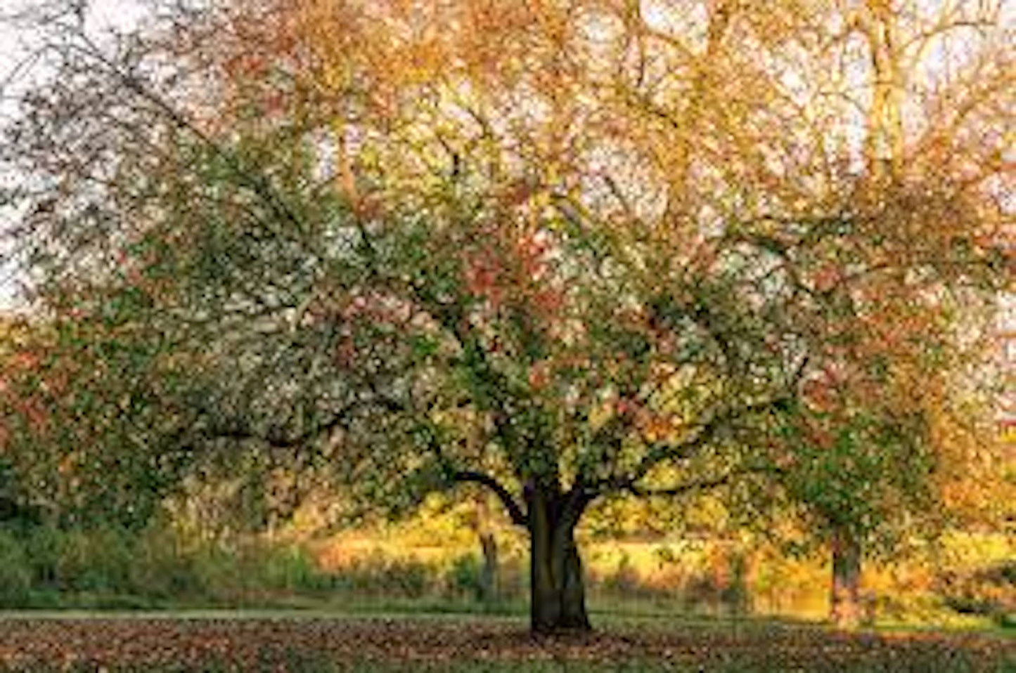 3 Hardy Pecan Tree 12-24" Tall Carya illinoinensis