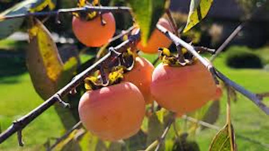 1 American Persimmon Tree 12-24" Tall Diospyros virginiana