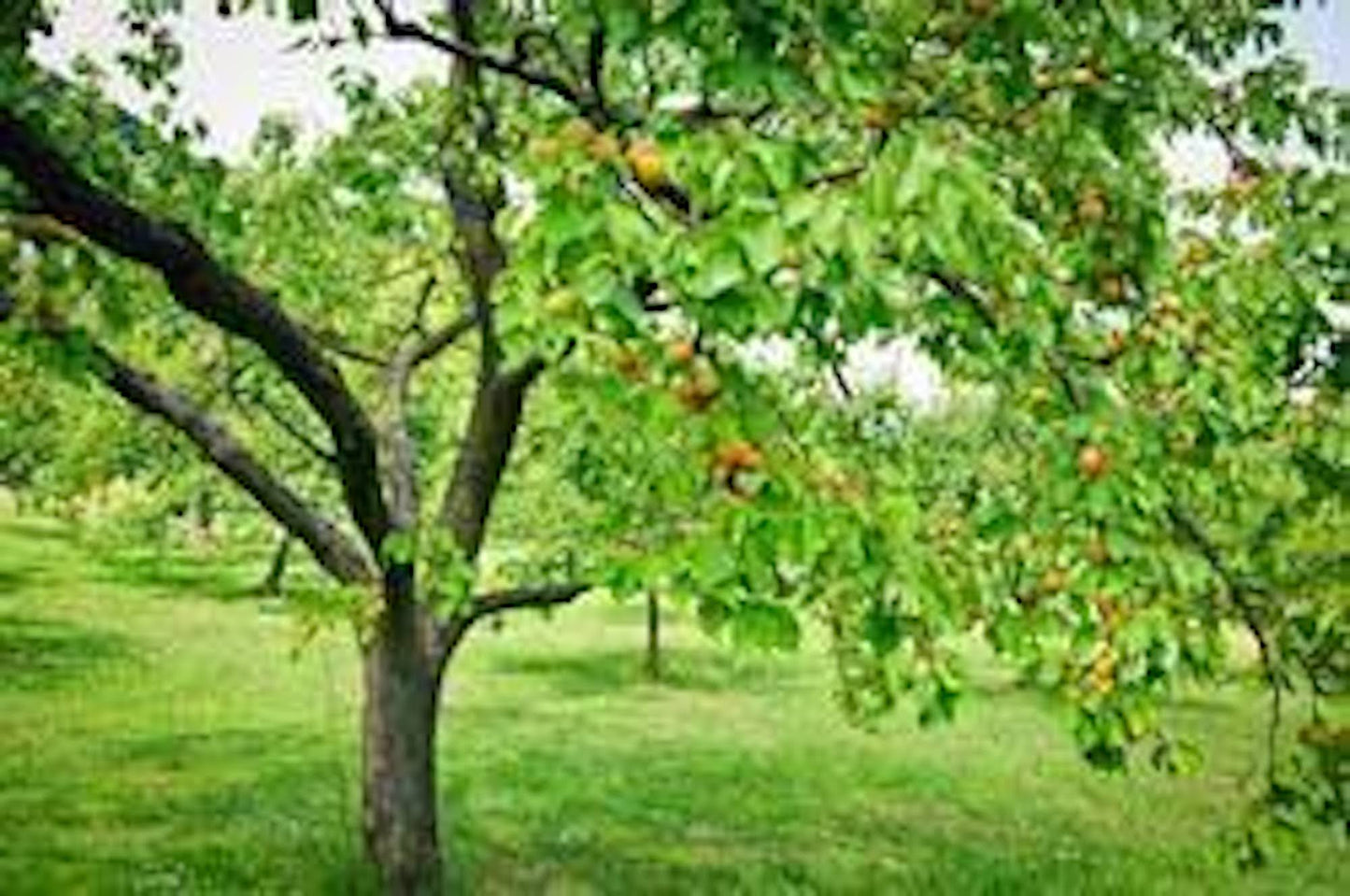 1 Apricot Tree Fruit Starter Plant Prunus armeniaca 12-24in Tall Starter Tree