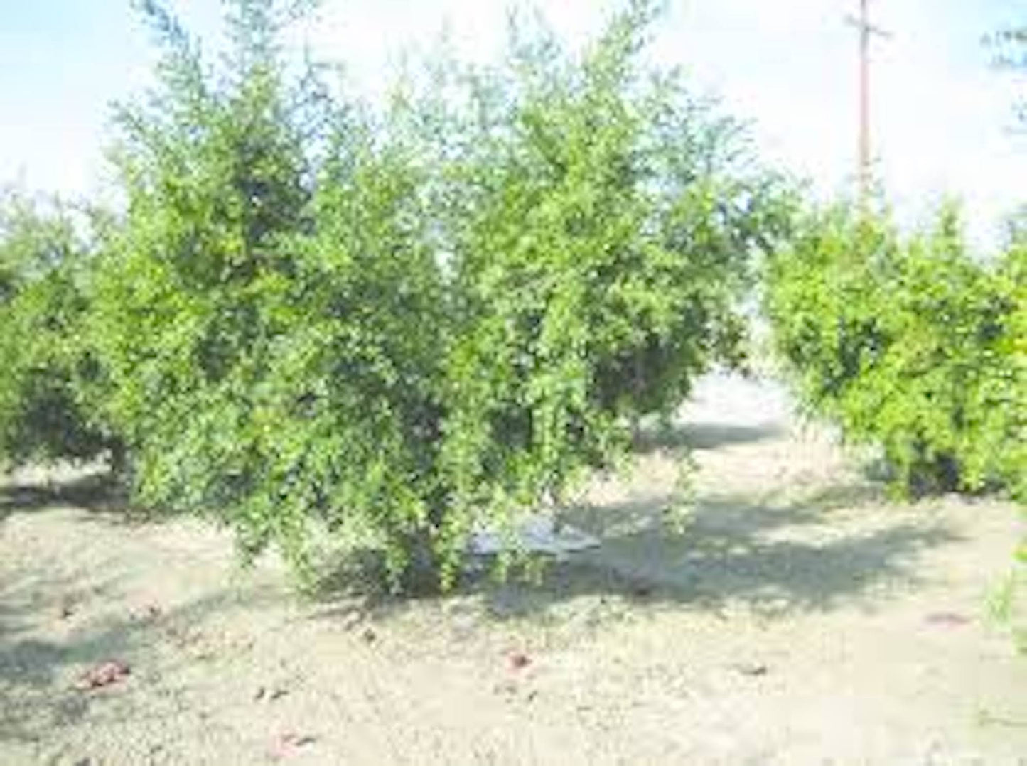 1 Azadi Pomegranate Tree Starter Plant Punica Granatum Azadi