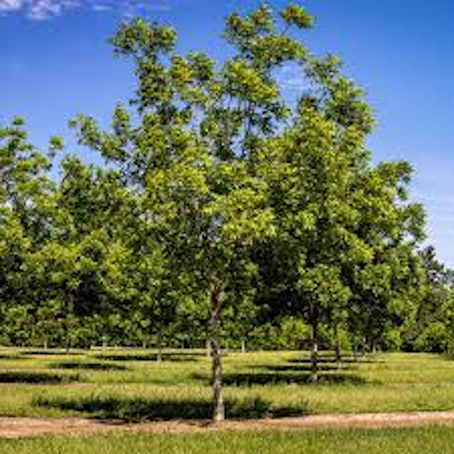 3 Hardy Pecan Tree 12-24" Tall Carya illinoinensis