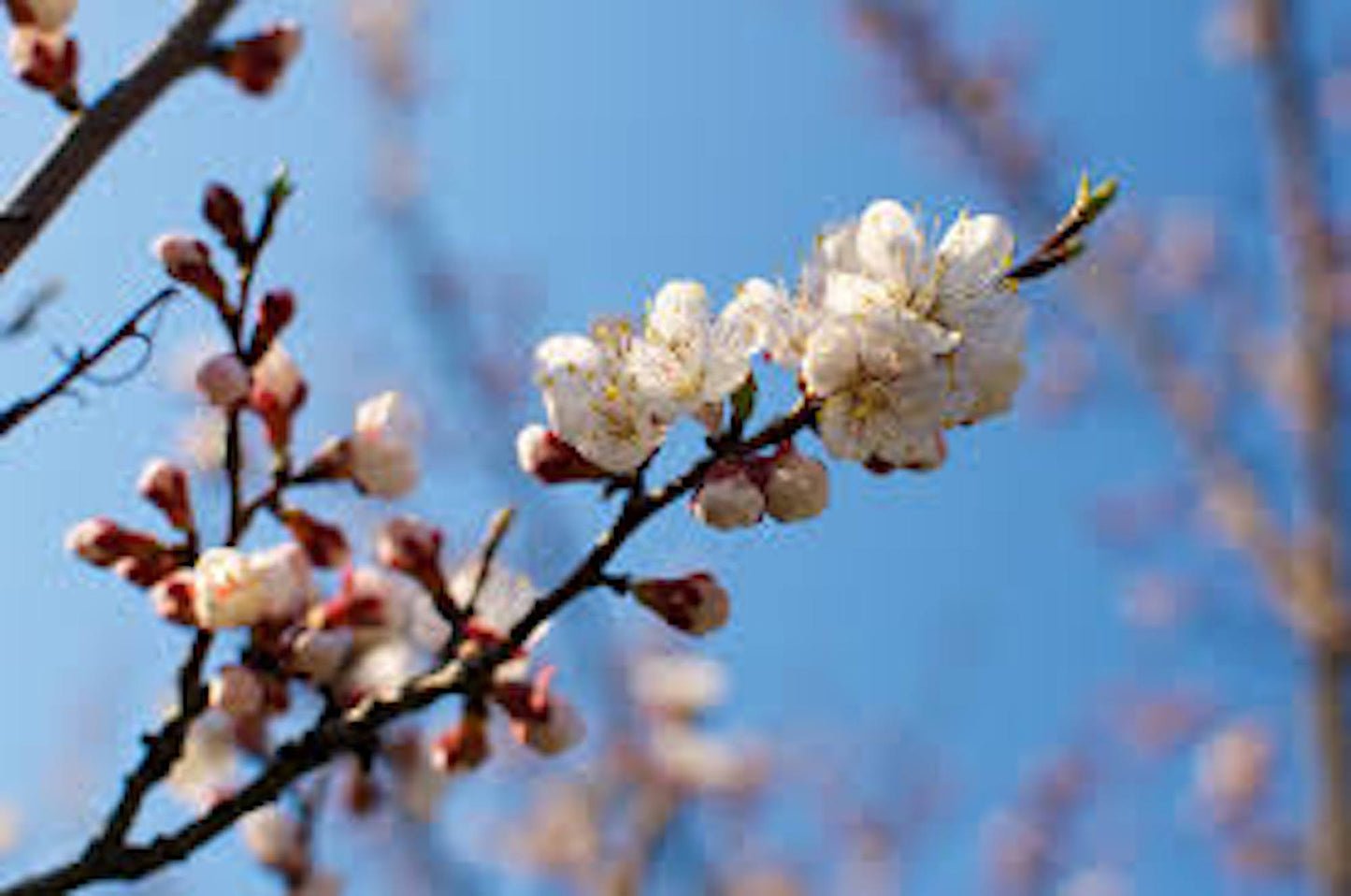 1 Apricot Tree Fruit Starter Plant Prunus armeniaca 12-24in Tall Starter Tree
