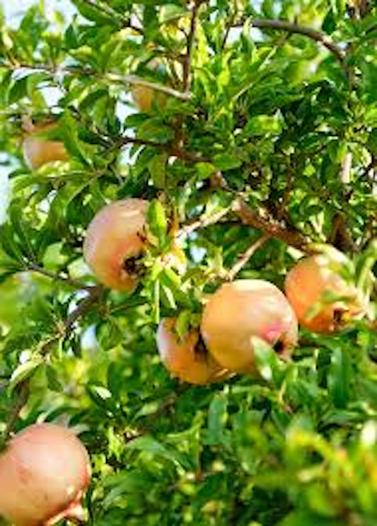 1 Azadi Pomegranate Tree Starter Plant Punica Granatum Azadi