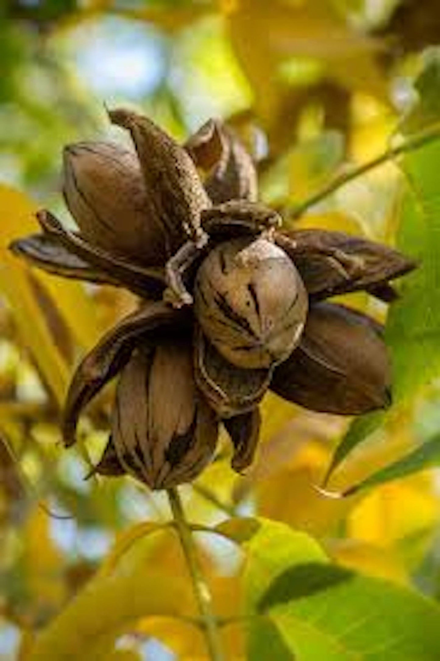 3 Hardy Pecan Tree 12-24" Tall Carya illinoinensis