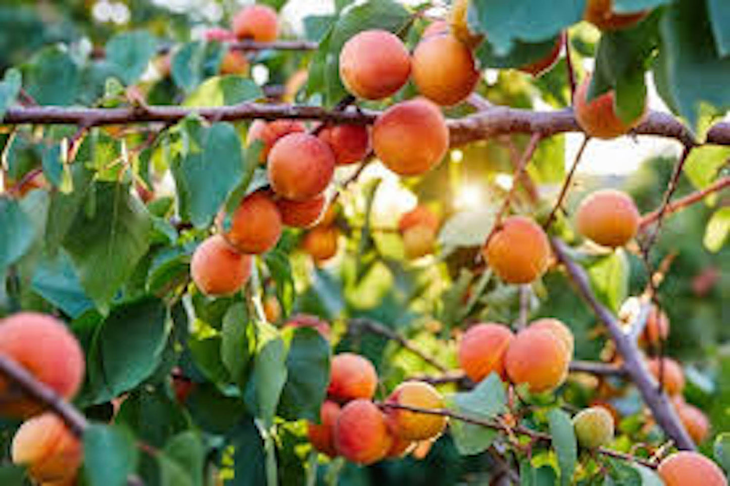 1 Apricot Tree Fruit Starter Plant Prunus armeniaca 12-24in Tall Starter Tree