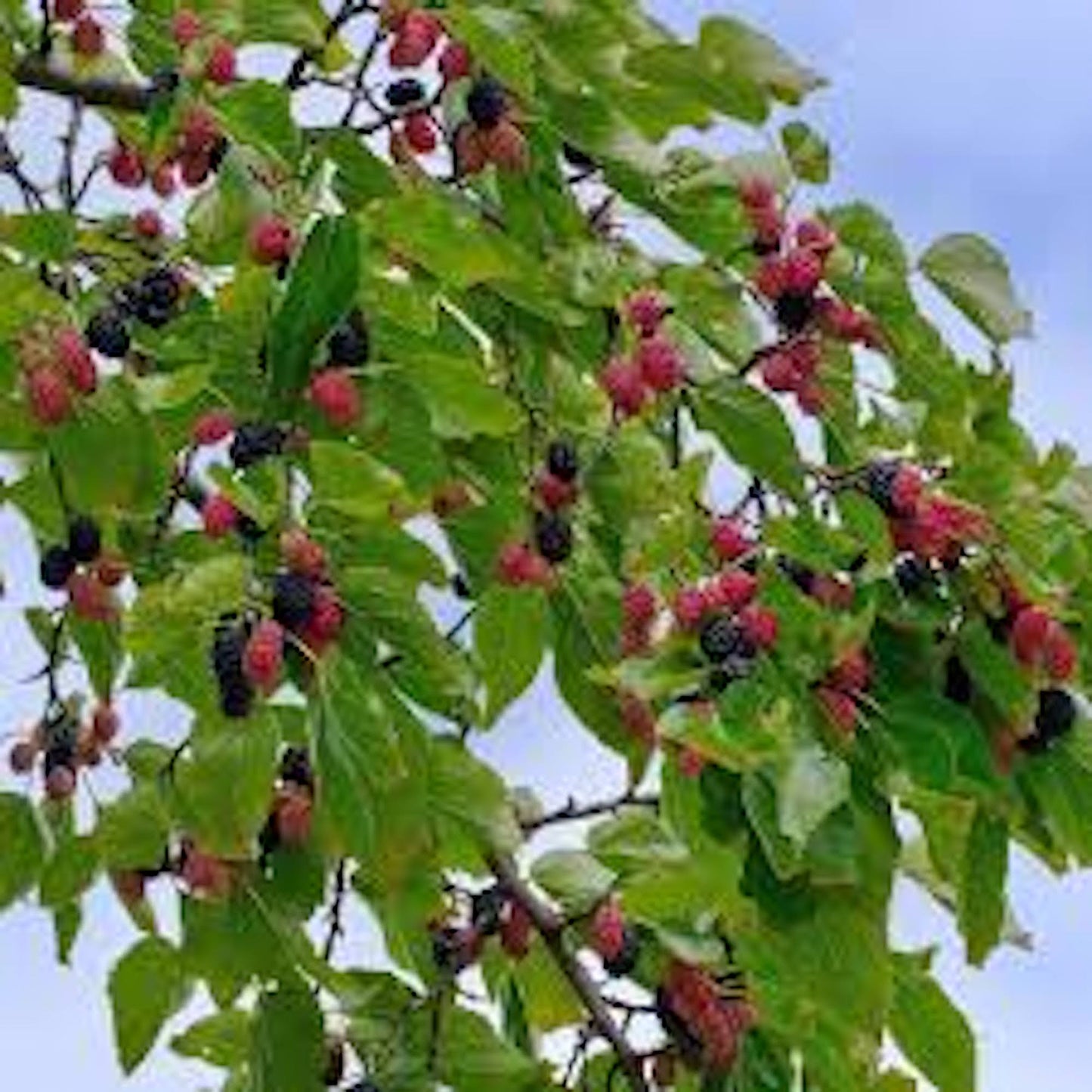 10 Illinois Everbearing Mulberry Tree 12-24" Tall