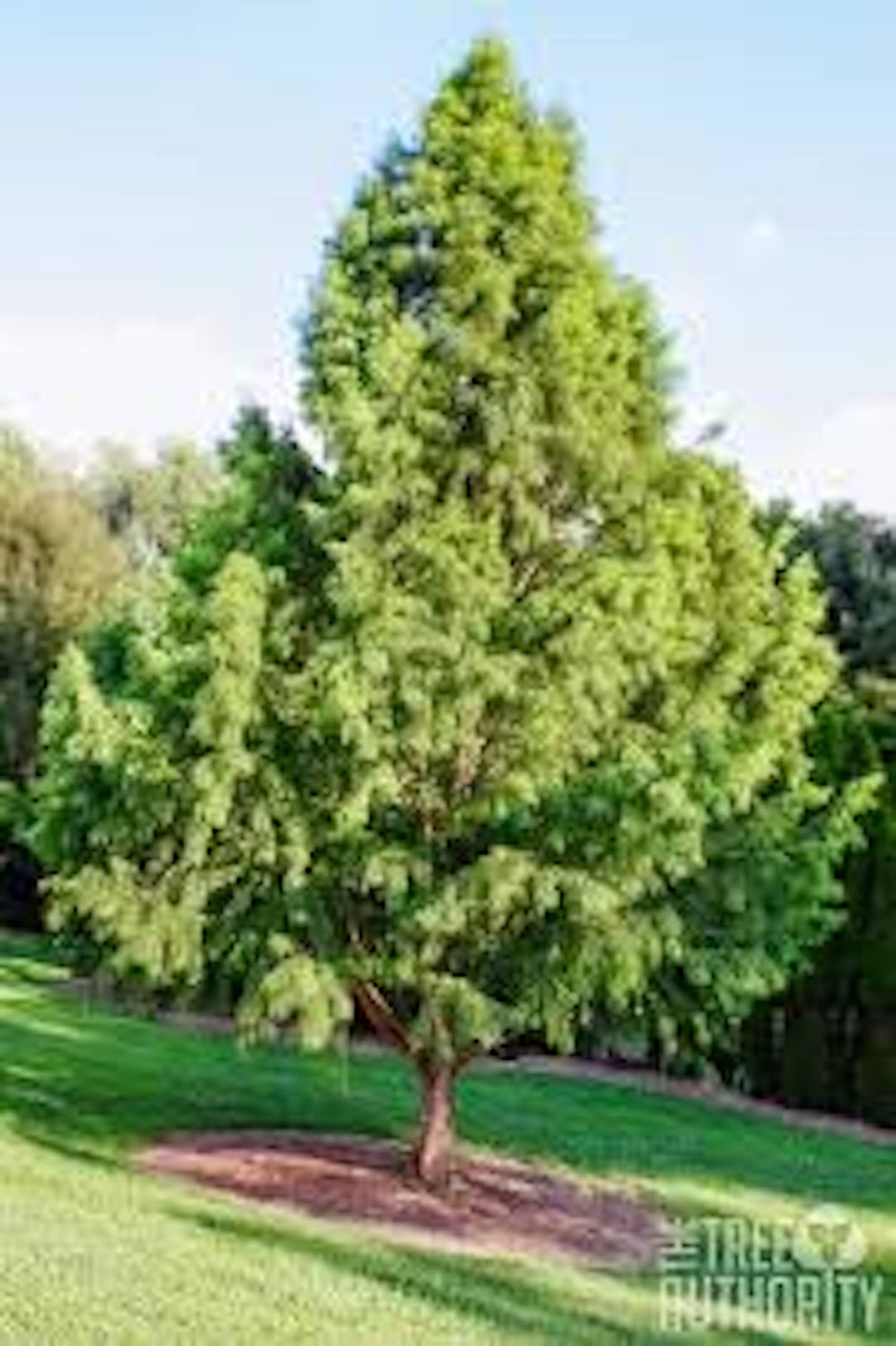 1 Bald Cypress Tree 12-24" Tall Taxodium distichum