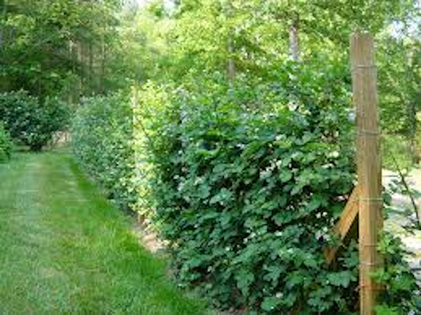 1 Apache Blackberry Starter Plant Thornless