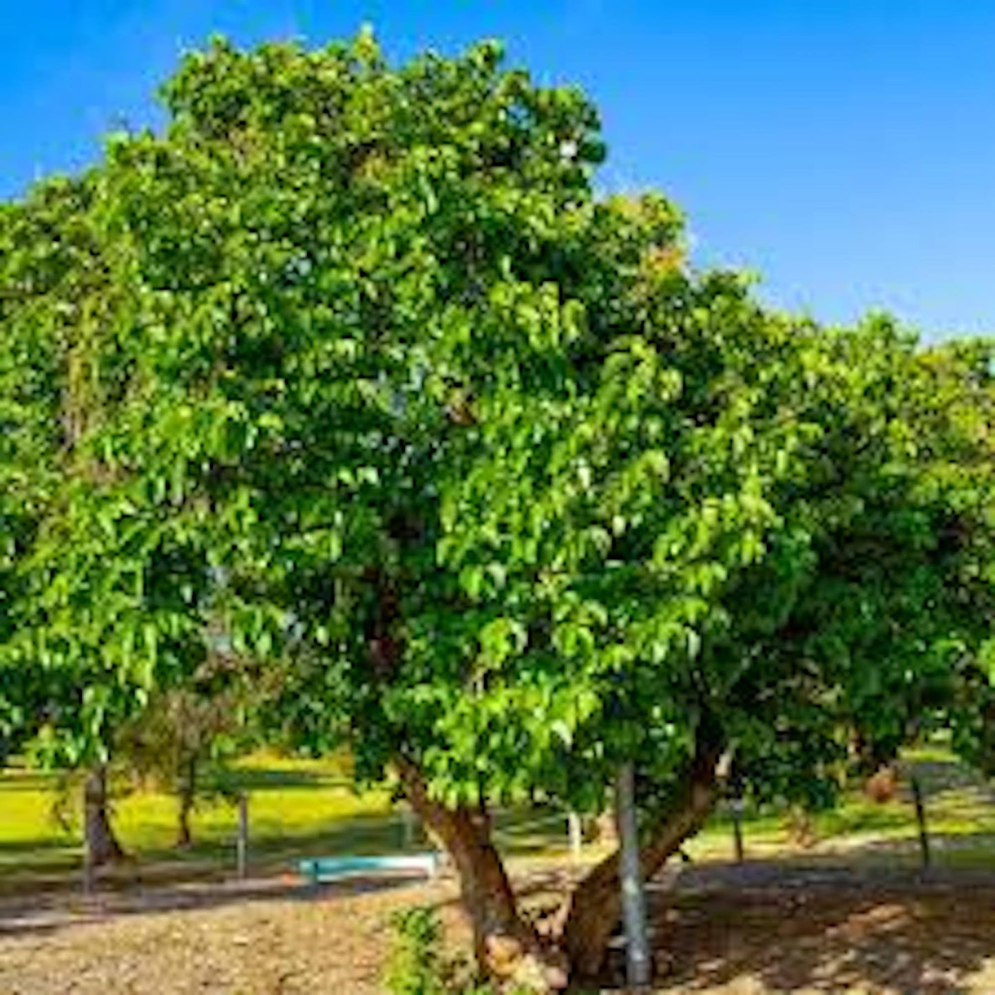 10 Illinois Everbearing Mulberry Tree 12-24" Tall