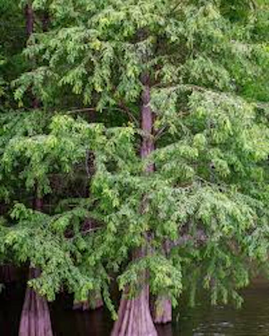 1 Bald Cypress Tree 12-24" Tall Taxodium distichum