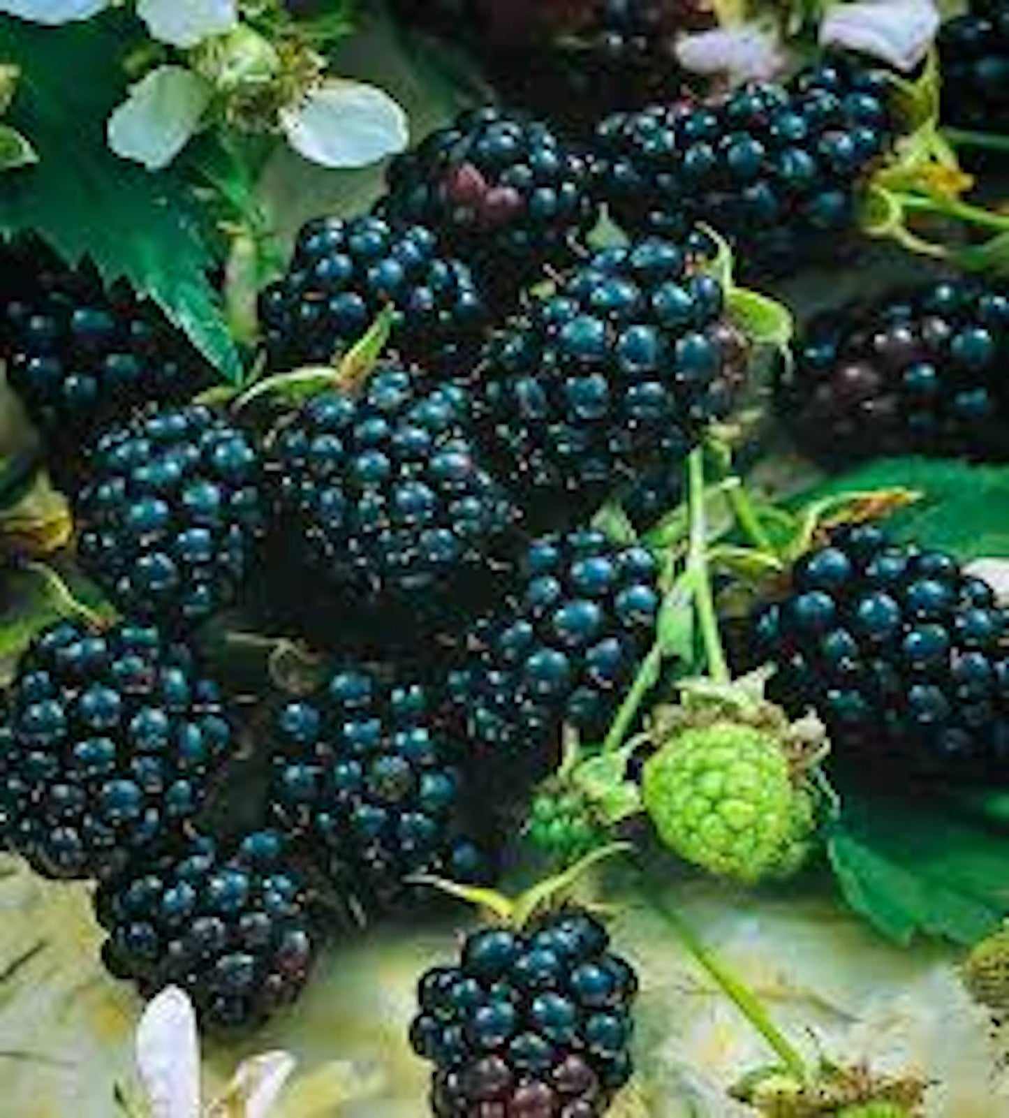 1 Apache Blackberry Starter Plant Thornless