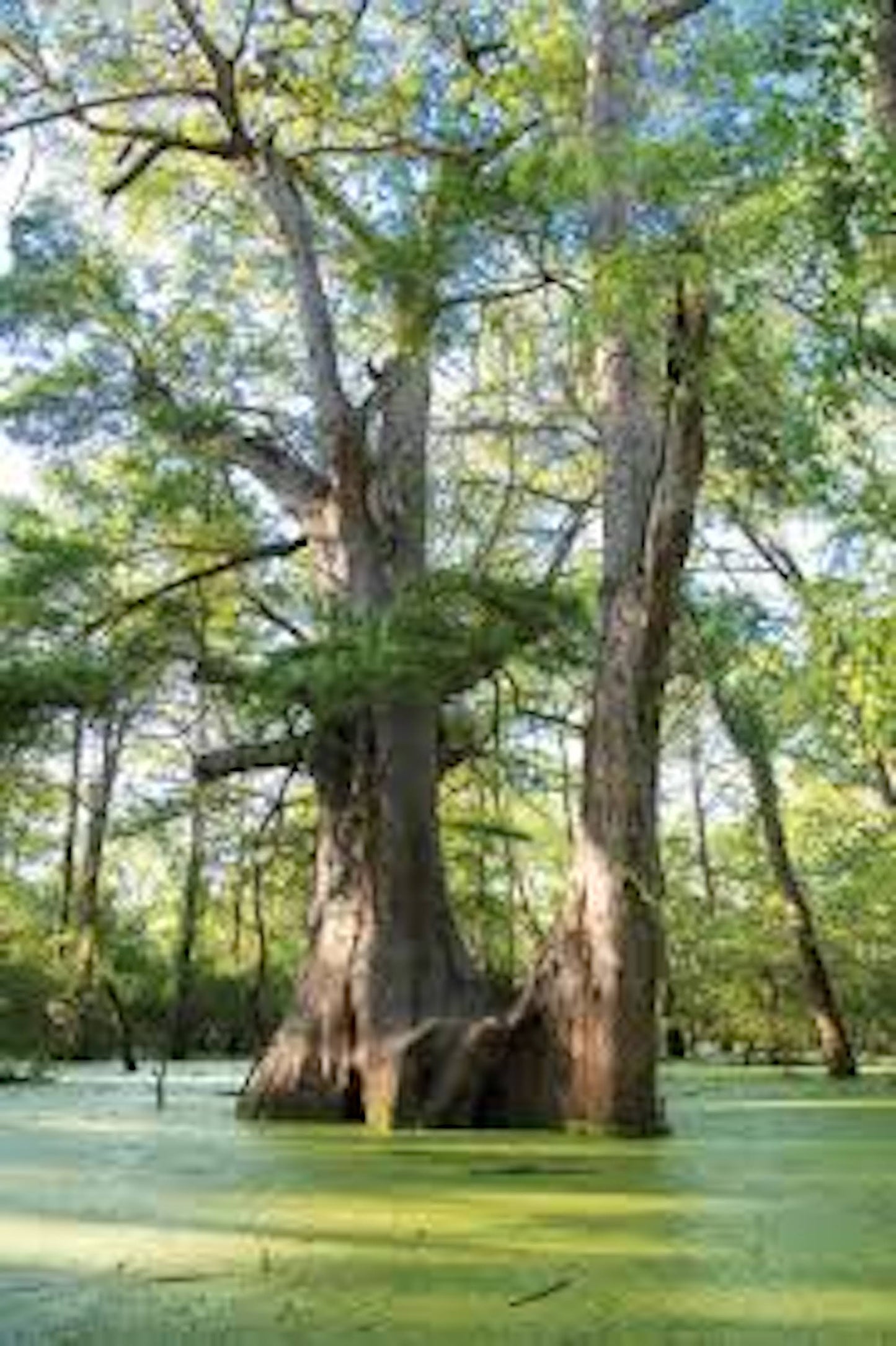 1 Bald Cypress Tree 12-24" Tall Taxodium distichum