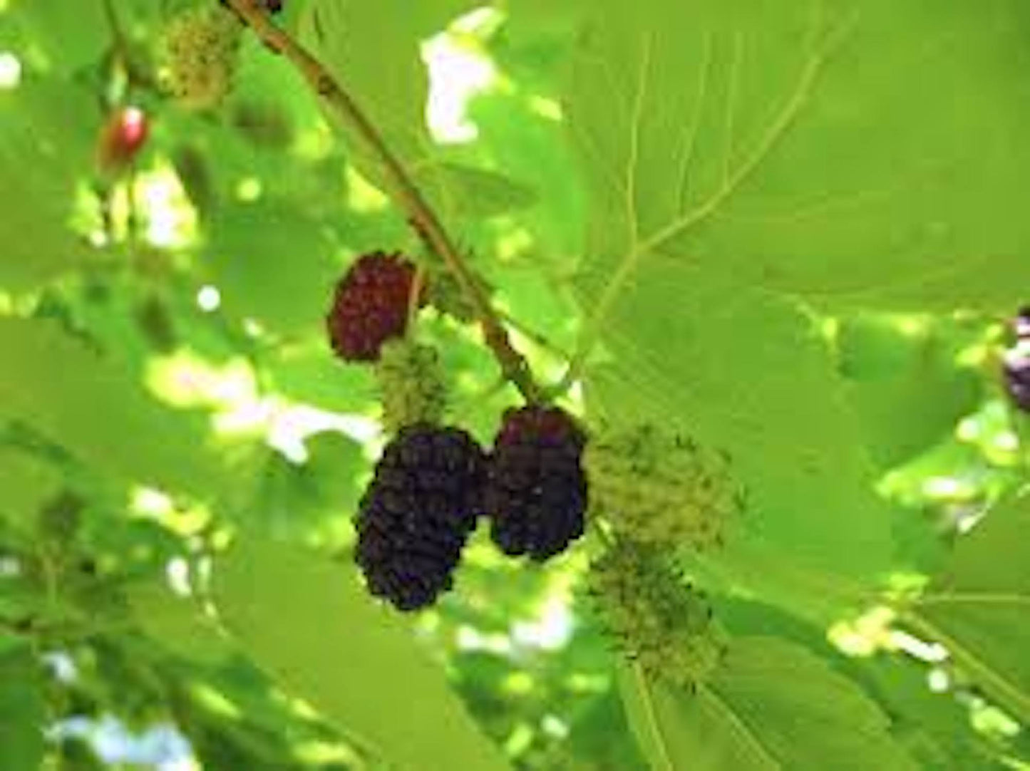 10 Illinois Everbearing Mulberry Tree 12-24" Tall