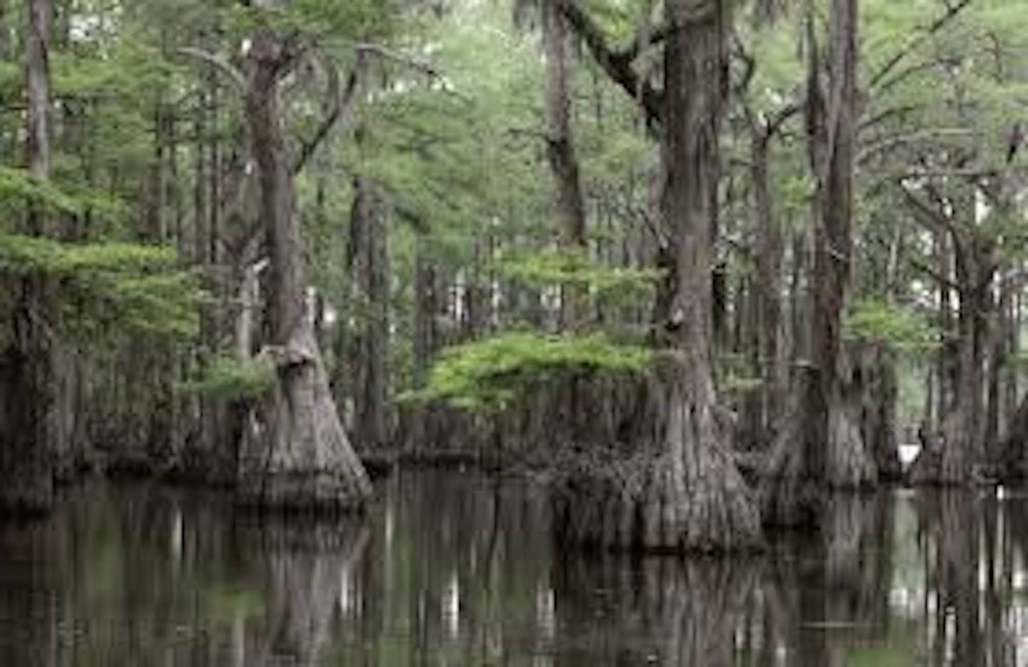 1 Bald Cypress Tree 12-24" Tall Taxodium distichum