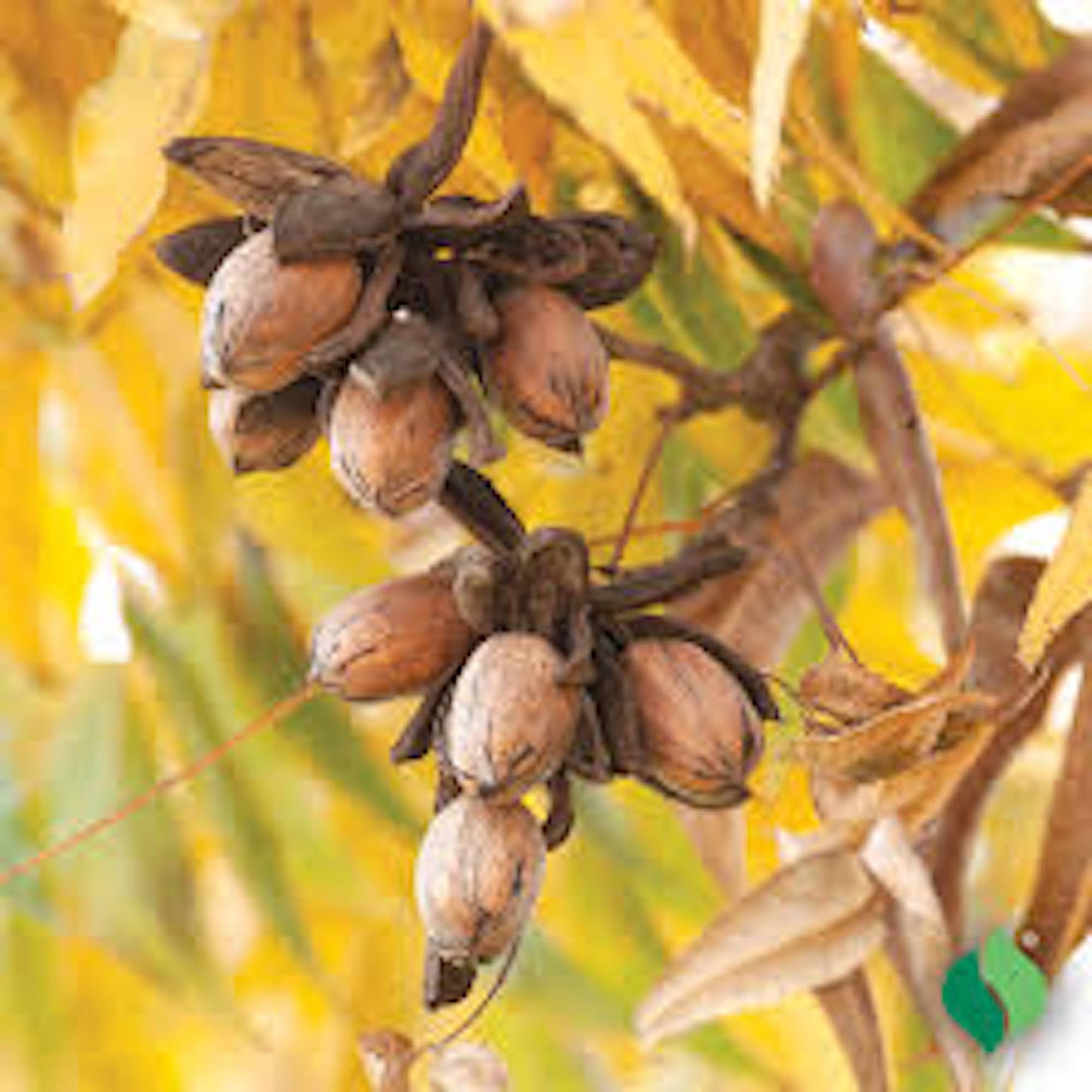 3 Hardy Pecan Tree 12-24" Tall Carya illinoinensis