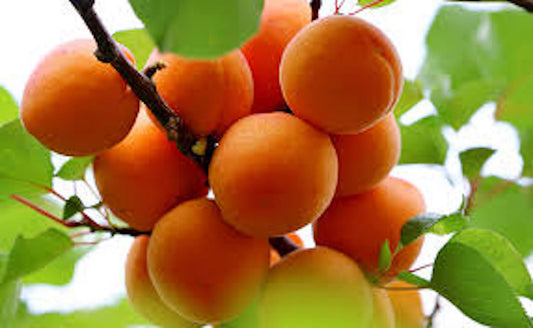 1 Apricot Tree Fruit Starter Plant Prunus armeniaca 12-24in Tall Starter Tree