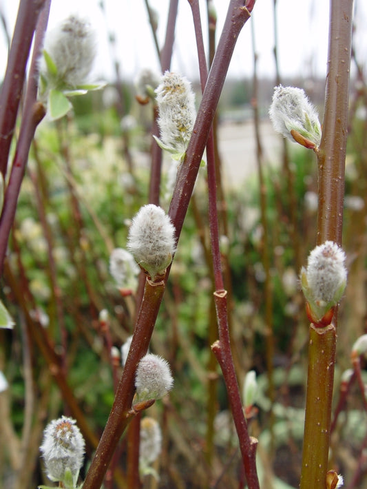 1 French Pussy Willow Plant 12-24" Tall Salix caprea