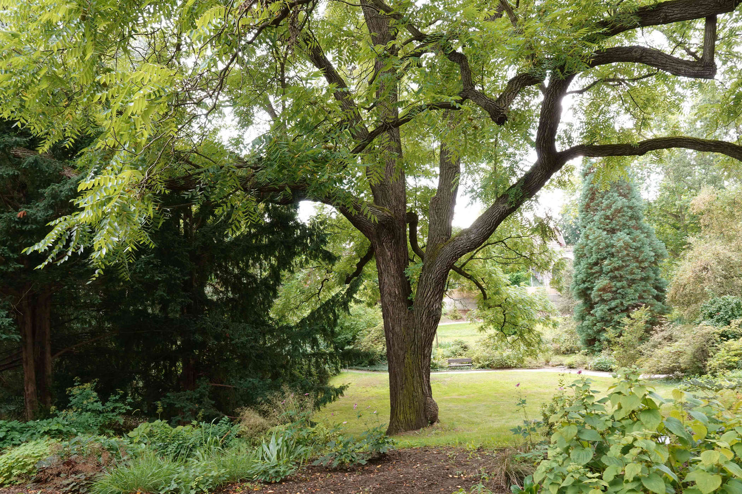 1 Black Walnut Tree 12-24 Tall Juglans nigra