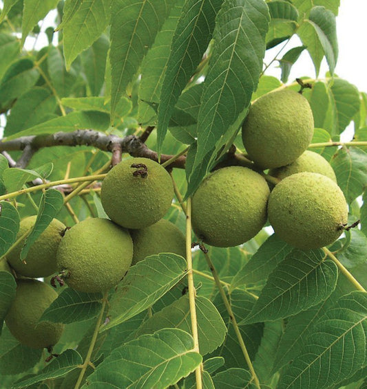 1 Black Walnut Tree 12-24 Tall Juglans nigra