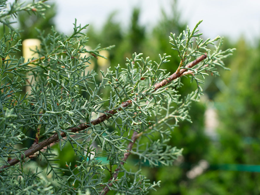 1 Carolina Sapphire Cypress Tree