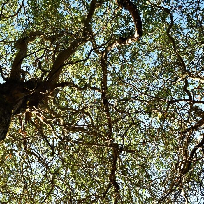 1 Corkscrew Willow Tree 2-3ft Tall Salix matsudana 'Tortuosa'
