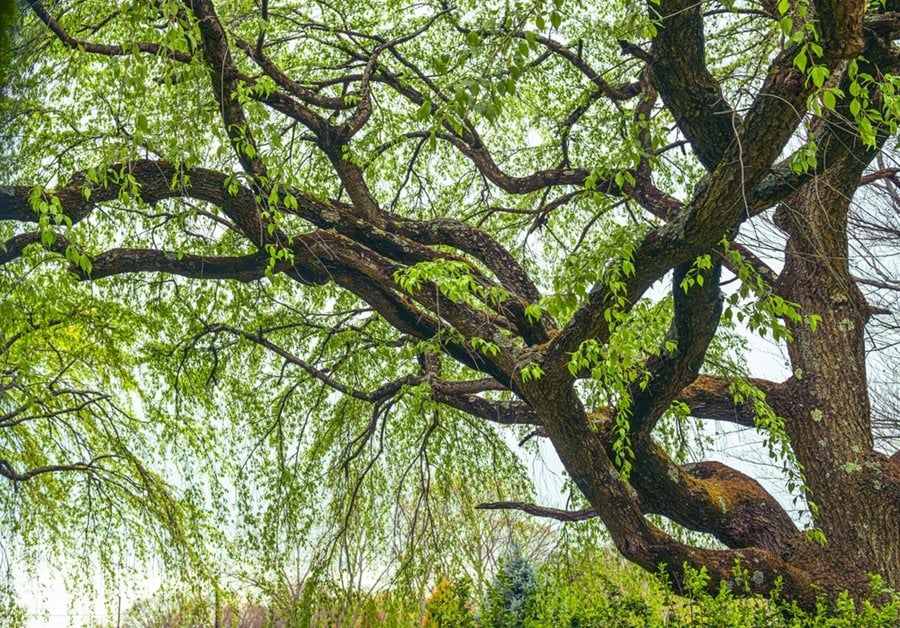 1 Corkscrew Willow Tree 2-3ft Tall Salix matsudana 'Tortuosa'