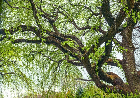 1 Corkscrew Willow Tree 2-3ft Tall Salix matsudana 'Tortuosa'