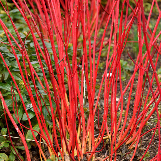 1 Red Twig Dogwood Shrub 12-24" Tall Cornus sericea