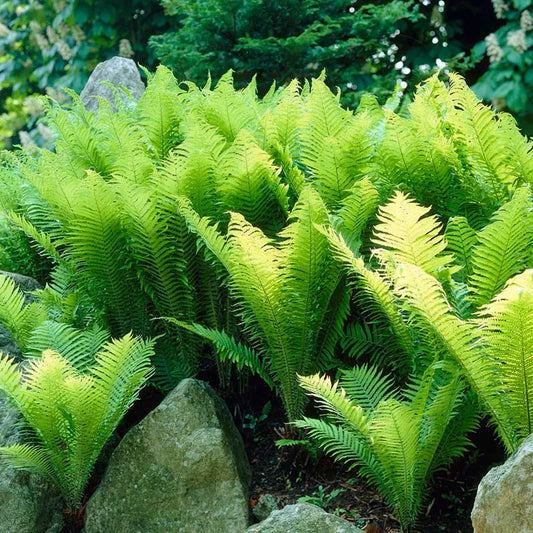 20 Ostrich Fern Bare Root Fiddlehead Matteuccia struthiopteris