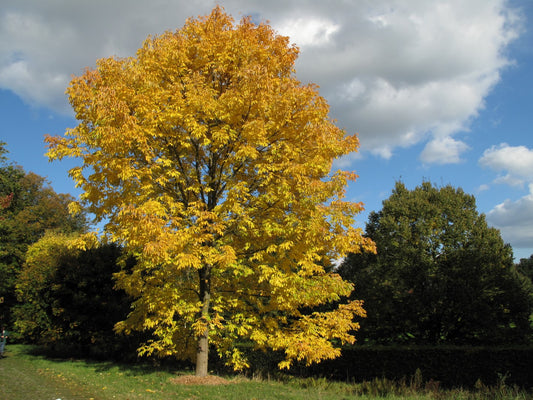 5 White Ash Tree 12-24" Tall Fraxinus americana