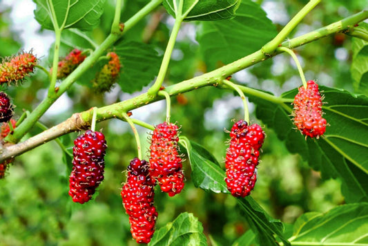1 Red Mulberry Tree 12-24" Tall Morus rubra