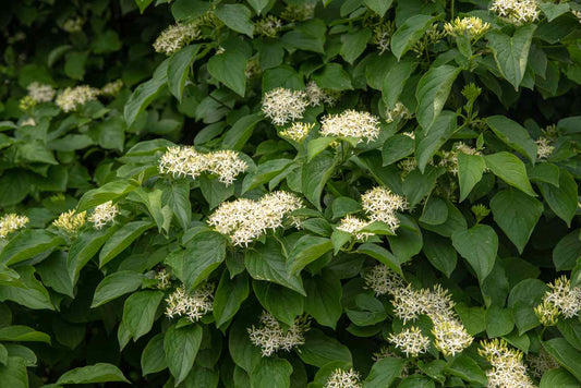 5 Silky Dogwood Tree Shrub 12-24" Tall Cornus amomum