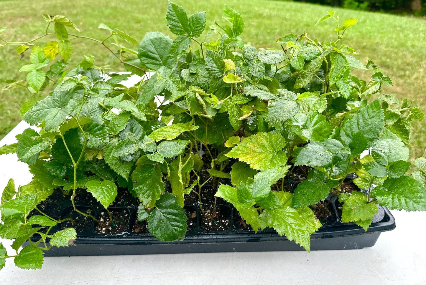 1 Apache Blackberry Starter Plant Thornless